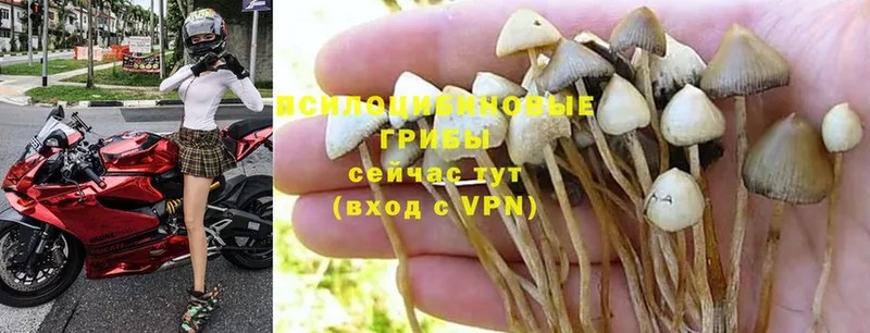 Псилоцибиновые грибы Psilocybe Саки